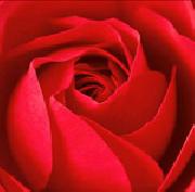 unknow artist Red Rose oil painting